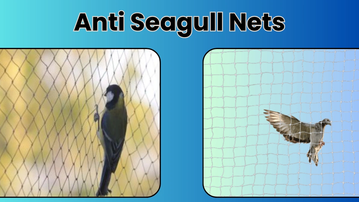 Anti Seagull Nets