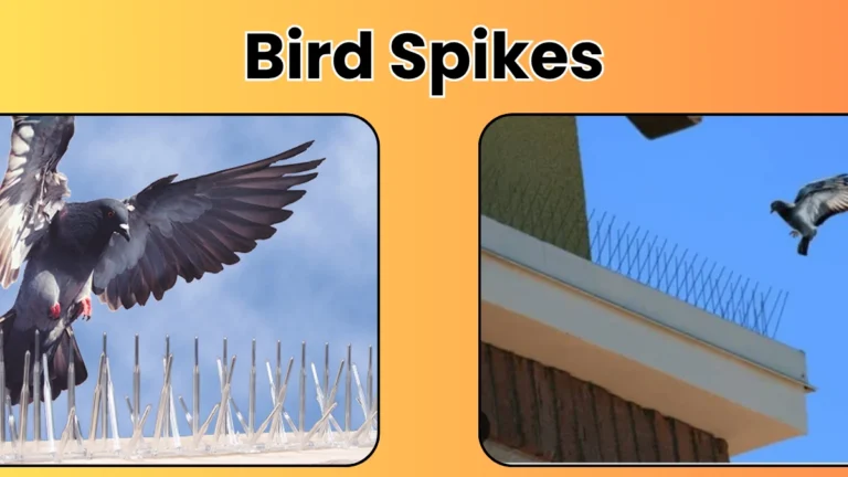 Bird Spikes