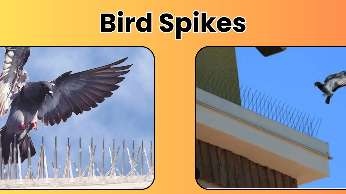 Bird Spikes